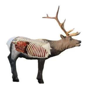 Delta McKenzie Elk Pro X-Ray Series 3D Target, Delta McKenzie Elk 3D target, Elk Pro X-Ray Series target, Delta McKenzie 3D targets, X-Ray Series elk target, Delta McKenzie 3D elk target, Elk Pro target review, Delta McKenzie target for hunting, X-Ray Series 3D target, Delta McKenzie Elk Pro target features, 3D elk target for archery, Delta McKenzie 3D target setup, Elk Pro X-Ray Series review, Delta McKenzie elk archery target