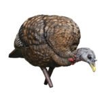 Avian-X LCD Feeder Hen Decoy, realistic hen turkey decoy, lifelike feeder hen decoy, Avian-X LCD hen decoy, turkey hunting hen decoy, passive turkey decoy, feeding posture turkey decoy, premium turkey decoy 2024, Avian-X decoy for bowhunting, LCD series turkey decoy, collapsible hen decoy, PVC dura-rubber decoy, high-detail turkey hen decoy, turkey decoy with feeding stance, natural movement turkey decoy, turkey decoy with carry bag, hen turkey field decoy, feeder posture decoy for gobblers, effective decoy for turkey hunting, Avian-X feeding hen for toms
