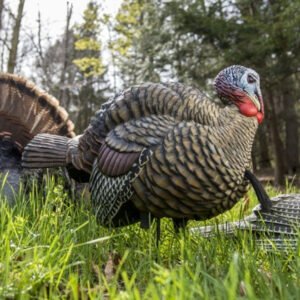 Avian-X LCD Half Strut Jake Decoy, realistic turkey decoy, lifelike jake decoy, Avian-X turkey decoy, sub-dominant jake decoy, hunting decoy for turkeys, best turkey decoy 2024, Avian-X LCD series, collapsible turkey decoy, turkey hunting gear, aggressive gobbler decoy, premium hunting decoy, Avian-X half-strut jake, tom luring decoy, PVC dura-rubber decoy, high-detail turkey decoy, bowhunting turkey decoy, turkey decoy with stake, realistic bird hunting decoy, top-rated Avian-X decoy, jake turkey hunting decoy, Avian-X LCD for bowhunters
