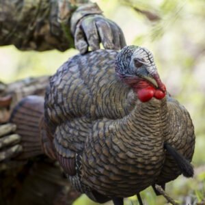 Avian-X LCD Half Strut Jake Decoy, realistic turkey decoy, lifelike jake decoy, Avian-X turkey decoy, sub-dominant jake decoy, hunting decoy for turkeys, best turkey decoy 2024, Avian-X LCD series, collapsible turkey decoy, turkey hunting gear, aggressive gobbler decoy, premium hunting decoy, Avian-X half-strut jake, tom luring decoy, PVC dura-rubber decoy, high-detail turkey decoy, bowhunting turkey decoy, turkey decoy with stake, realistic bird hunting decoy, top-rated Avian-X decoy, jake turkey hunting decoy, Avian-X LCD for bowhunters